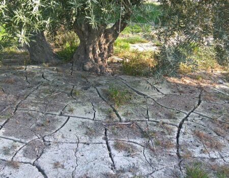 La sequía obliga a aplicar restricciones de agua en el campo sevillano