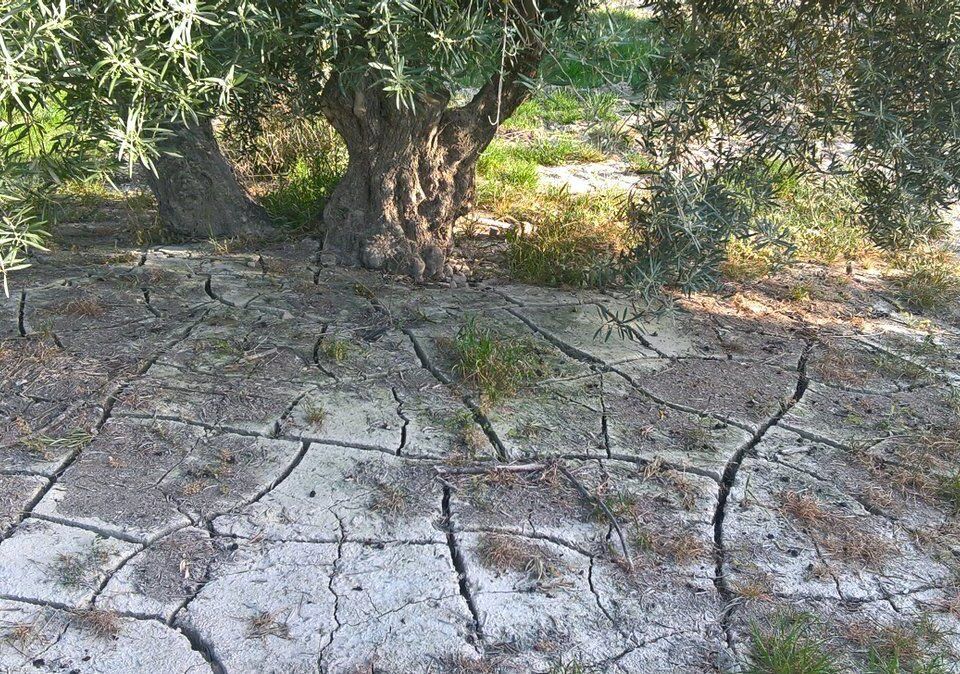 Las restricciones llegan al campo sevillano.