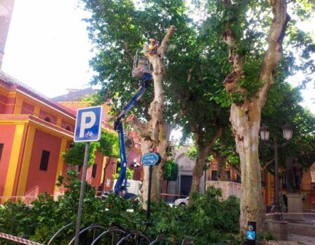 El Ayuntamiento talará otros 17 árboles por suponer un «riesgo para la población»