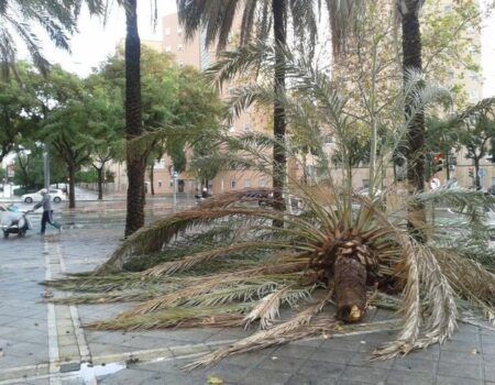El Ayuntamiento confía en el nuevo contrato para mejorar la situación del arbolado en la ciudad
