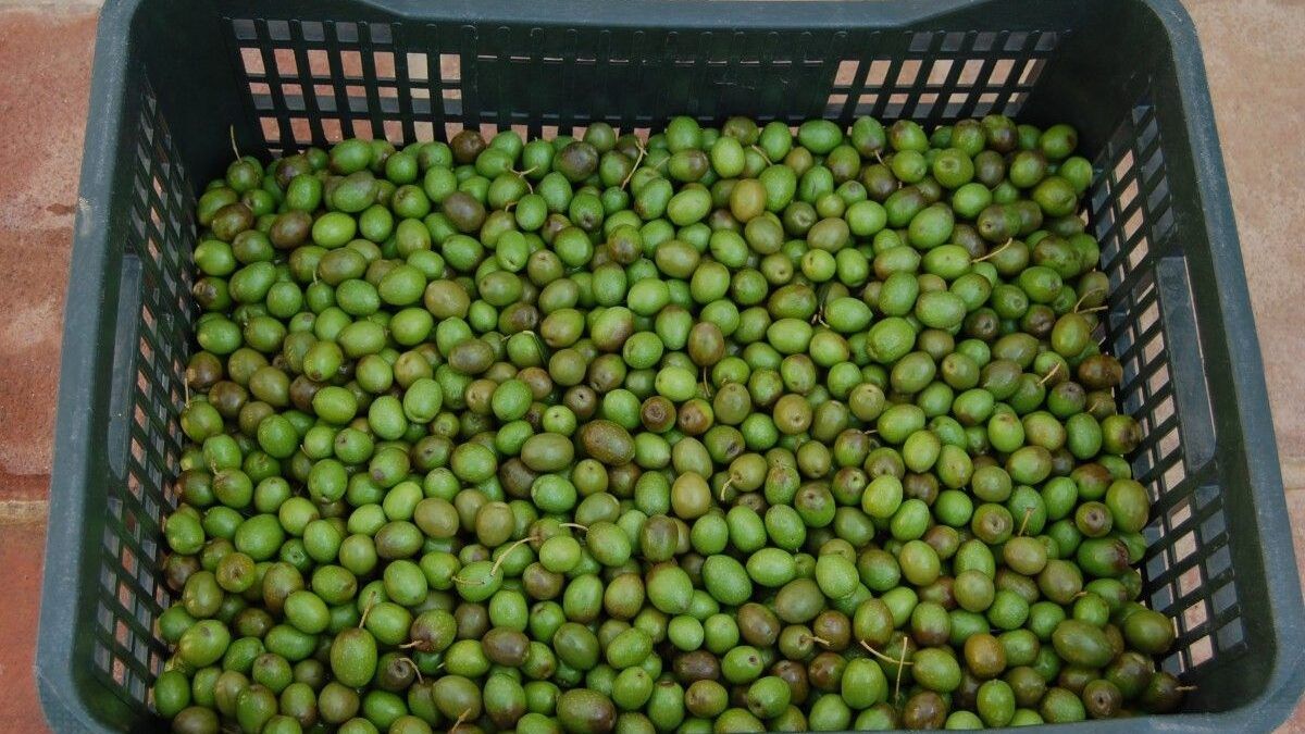 Cajón con aceitunas verdes