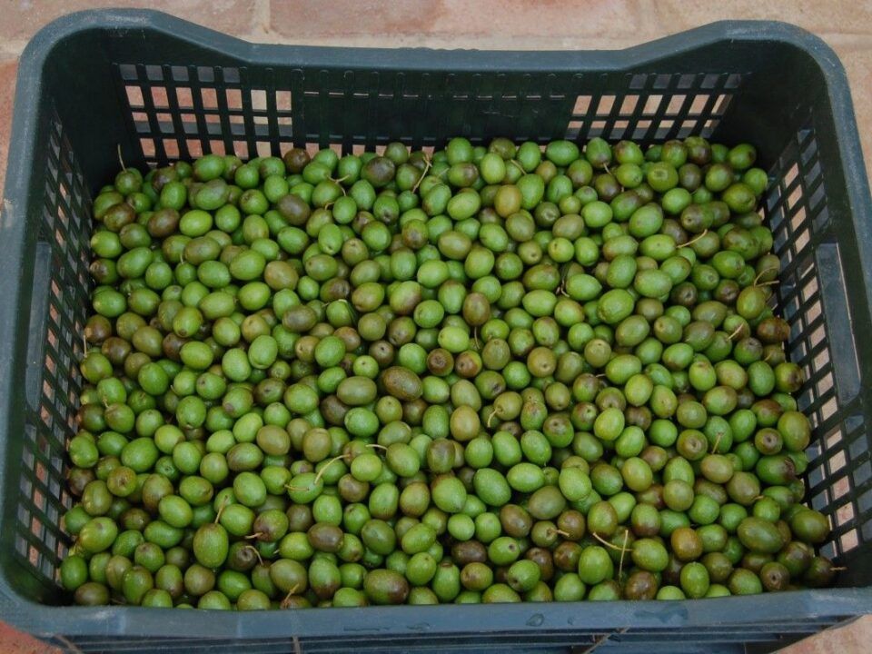 Cajón con aceitunas verdes