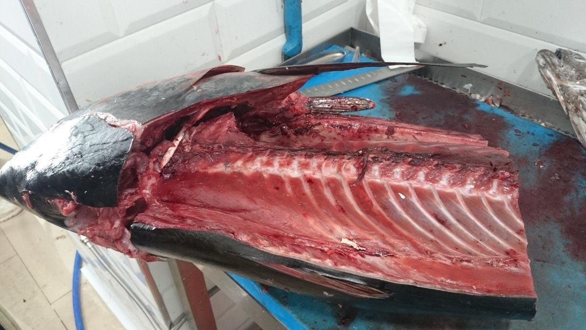 Atún rojo de almadraba