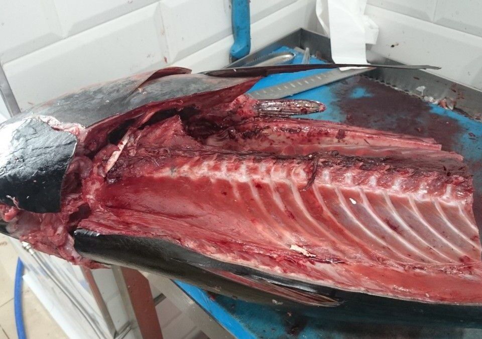 Atún rojo de almadraba