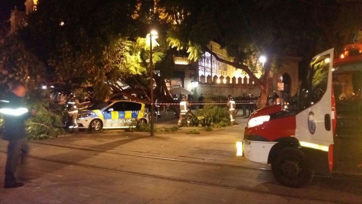 El patrullero, destrozado tras la caída del árbol.