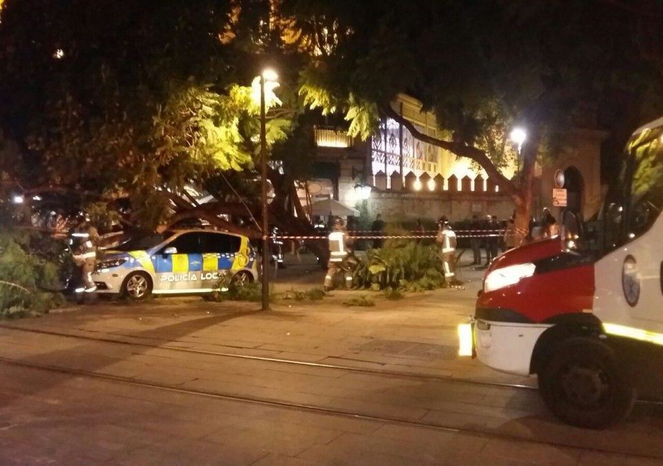 El patrullero, destrozado tras la caída del árbol.
