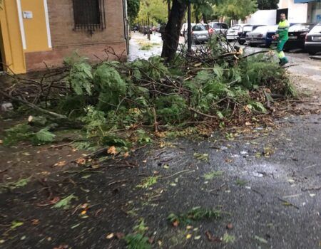 Preocupación por las numerosas caídas de árboles