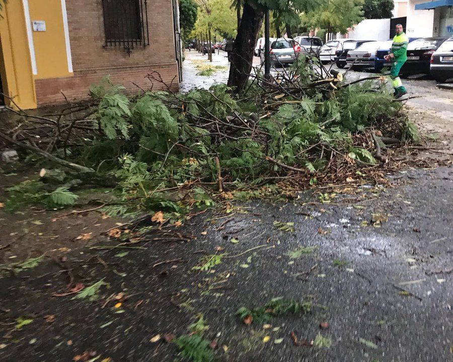 Preocupación por la recurrente caída de árboles.