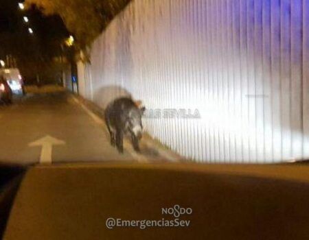 Abatido un jabalí de grandes dimensiones en la avenida Carlos III