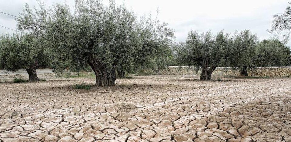 La Confederación Hidrográfica del Guadalquivir pide al gobierno que declare la situación de sequía.
