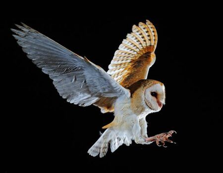 Las aves rapaces, las mejores armas contra las ratas