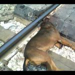Denuncian la aparición de animales muertos en vías del tren en la provincia