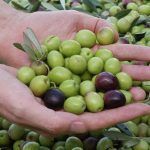 La aceituna manzanilla y la gordal ya cuentan con Indicación Geográfica Protegida