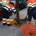 Lipasam comienza la campaña de recogida de naranjas y se refuerza con 46 nuevos operarios