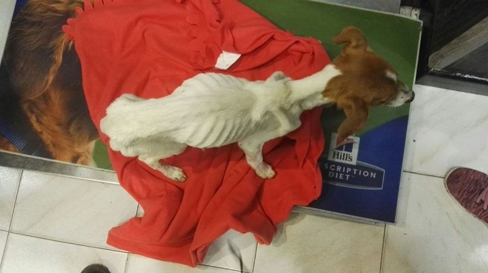 Estado de uno de los perros de la finca que mantenían encerrado sin comida ni agua
