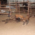 Descubren una «finca del terror» donde maltratan animales en Mairena del Aljarafe