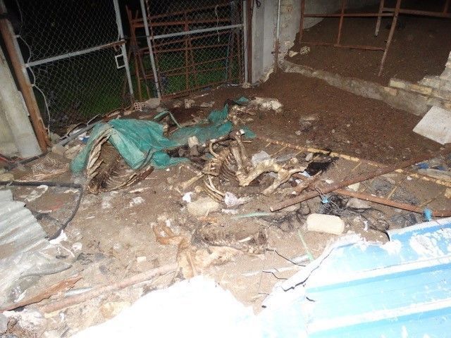 Restos de cadáveres de animales esparcidos por la finca