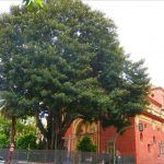 Inspeccionan el ficus de la iglesia de San Jacinto tras la caída de una gran rama