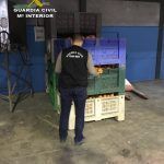 La Guardia Civil recupera nueve toneladas de naranjas robadas en Cazalla de la Sierra