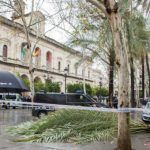 Talan tres palmeras de la Plaza Nueva ante el riesgo de caída por el fuerte viento