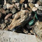 Concentración este sábado para exigir un endurecimiento de las penas por maltrato animal