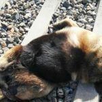 Un vecino de Olivares, principal sospechoso de la muerte de animales atados a las vías del tren