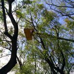 Revisión general del arbolado de la ciudad tras los temporales de viento y lluvia