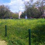 Maleza y suciedad frente al boulevard prometido en Sevilla Este