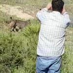 El lince ibérico le pierde el miedo al hombre