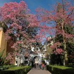 Ocho heridos al caerles encima la rama de un árbol en el Alcázar