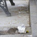 Guerra preventiva contra las ratas en parques del centro