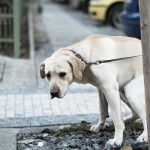 Lipasam y la Policía Local declaran la guerra a los excrementos caninos