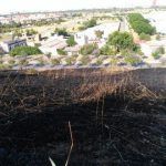 Los 1.800 árboles replantados en el Cerro del Carambolo, reducidos a cenizas
