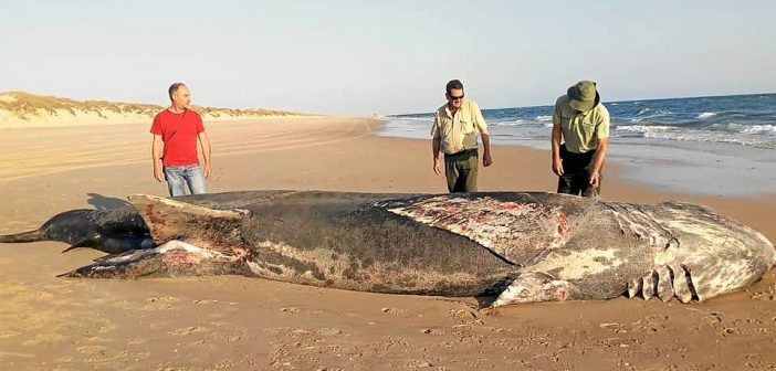 El tiburón peregrino es uno de los peces más grandes del mundo.