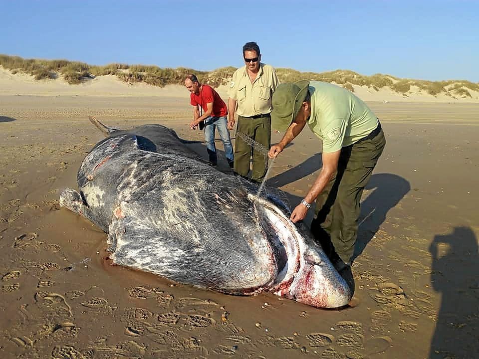 El tiburón peregrino es uno de los peces más grandes del mundo.