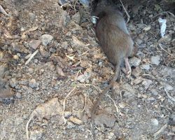 Ciudadanos denuncia una “grave” plaga de ratas en El Porvenir