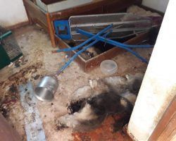 Encuentran una docena de perros muertos en el desahucio de un chalé en Salteras