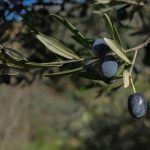 Los productores de aceituna negra llevan su indignación por los aranceles al consulado de EE.UU.