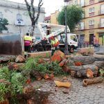 El Ayuntamiento tala más de 500 árboles que suponen un riesgo para la población