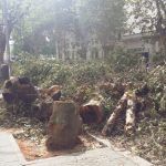 Vecinos abroncan al director general de Medio Ambiente por la tala masiva de árboles en avenida de Cádiz