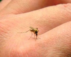 Maldito mosquito