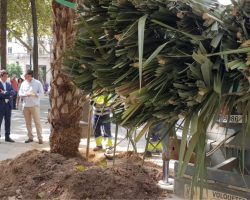 El Ayuntamiento planta seis palmeras en Plaza Nueva de las 5.000 previstas para toda la ciudad
