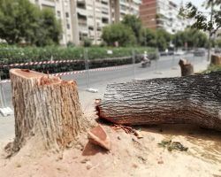 Los árboles siguen cayendo bajo la motosierra o por abandono