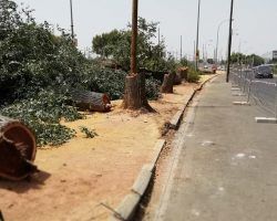 Red por el Clima sostiene que los olmos talados en Flota de Indias «no suponían un riesgo»