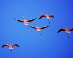 Sevilla presenta su rica variedad de aves en la Feria Internacional más importante del sector