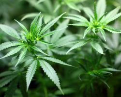 Todo sobre el aceite CBD