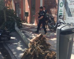 Cae un árbol en Puerta de Carmona sin provocar heridos