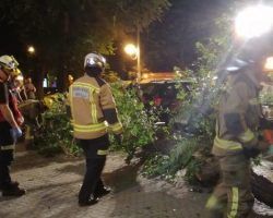 Heridos siete jóvenes al caer sobre un bar una gran rama de un árbol