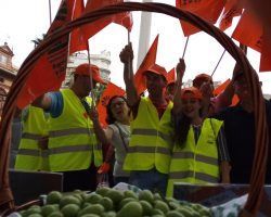 Agricultores se manifiestan por los bajos precios que reciben por la aceituna de mesa