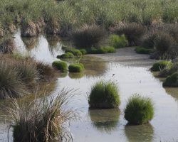El humedal palaciego El Pantano ya figura como Reserva Ecológica